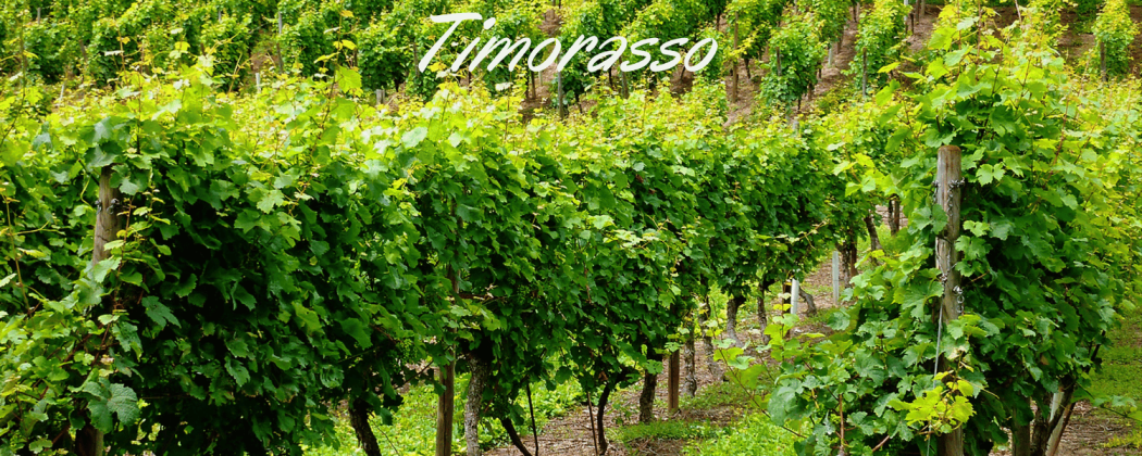 Timorasso vino bianco in vendita - Bevendoonline