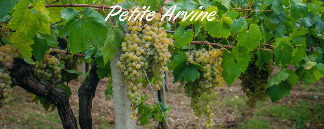 Petite Arvine vino bianco in vendita - Bevendoonline