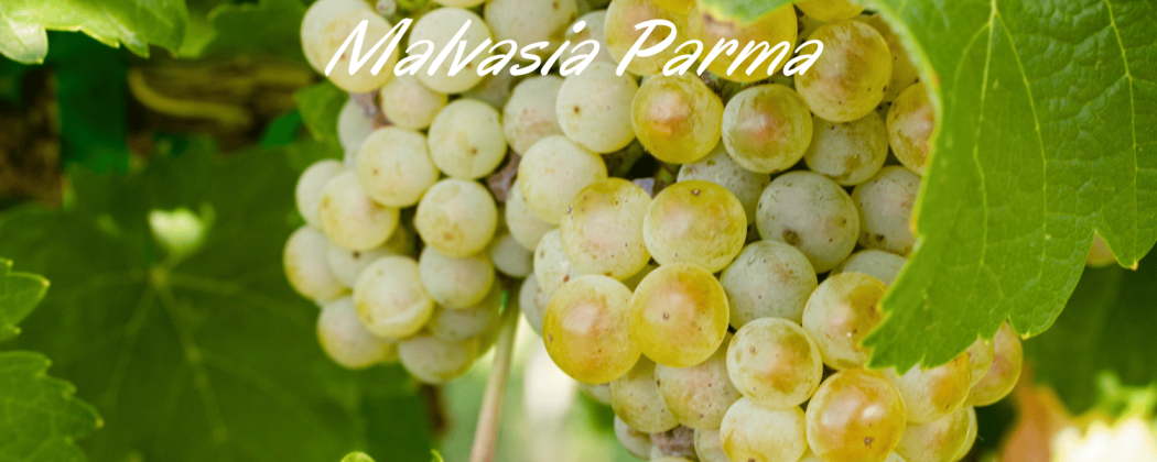 Malvasia Colli di Parma in vendita - Bevendoonline