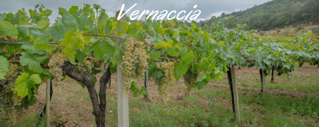 Vernaccia vino bianco in vendita - Bevendoonline