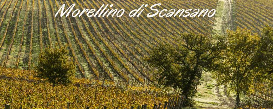 Morellino di Scansano vino rosso in vendita - Bevendoonline