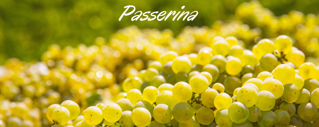 Passerina vino bianco in vendita - Bevendoonline