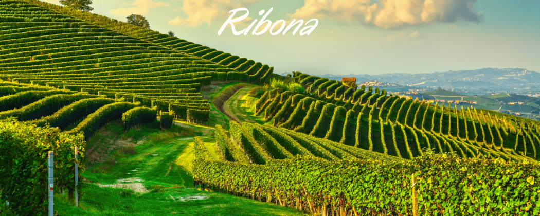 Ribona vino in vendita - Bevendoonline