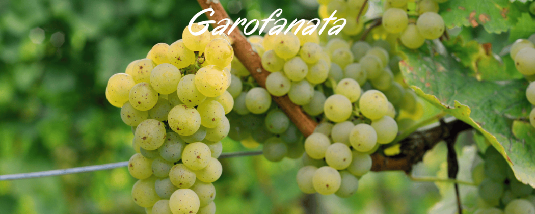 Vino Bianco Garofanata in vendita - Bevendoonline