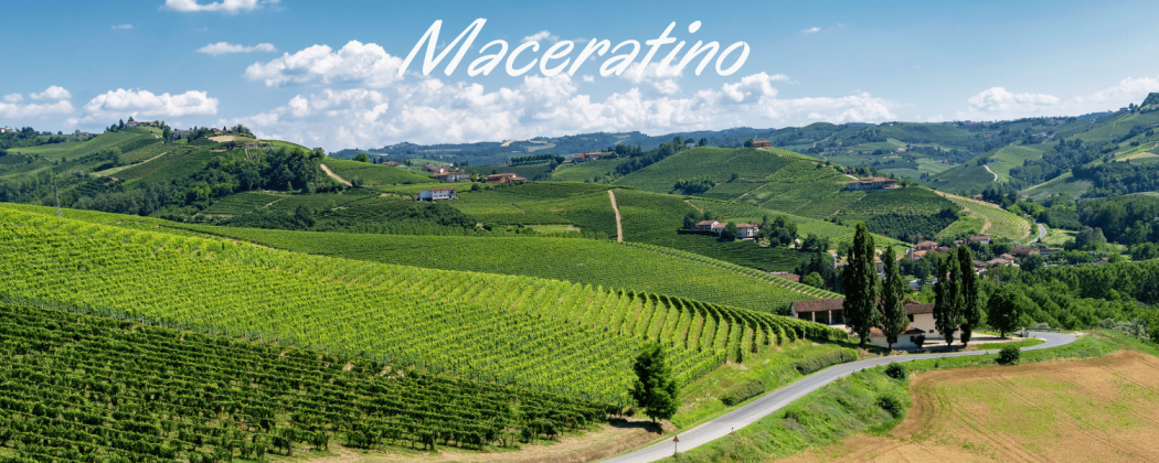 Vino bianco delle Marche Maceratino - Bevendoonline