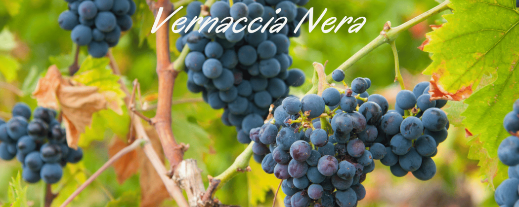 Vernaccia nera vino rosso in vendita - Bevendoonline