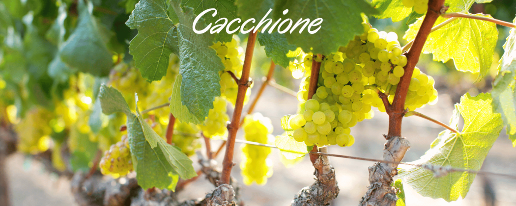 Cacchione vino bianco in vendita - Bevendoonline