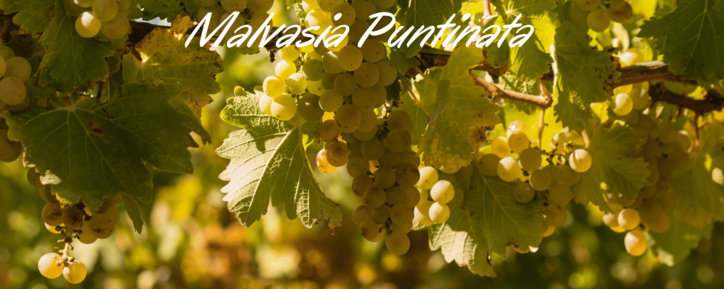 Malvasia Puntinata in vendita - Bevendoonline