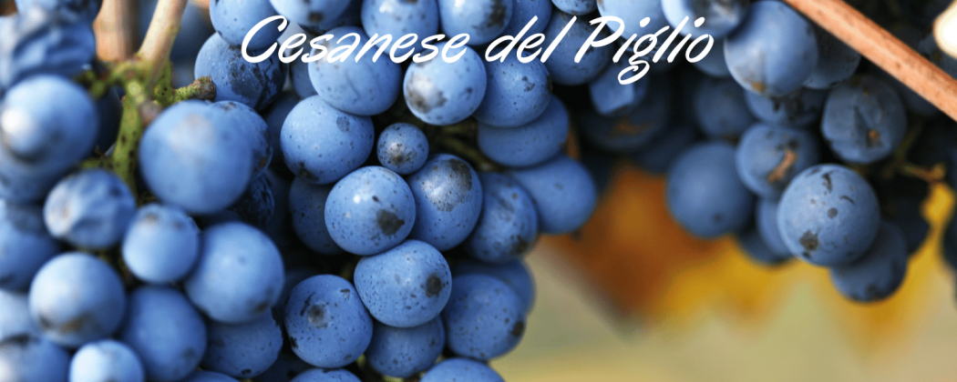 Cesanese del Piglio in vendita online - Bevendoonline