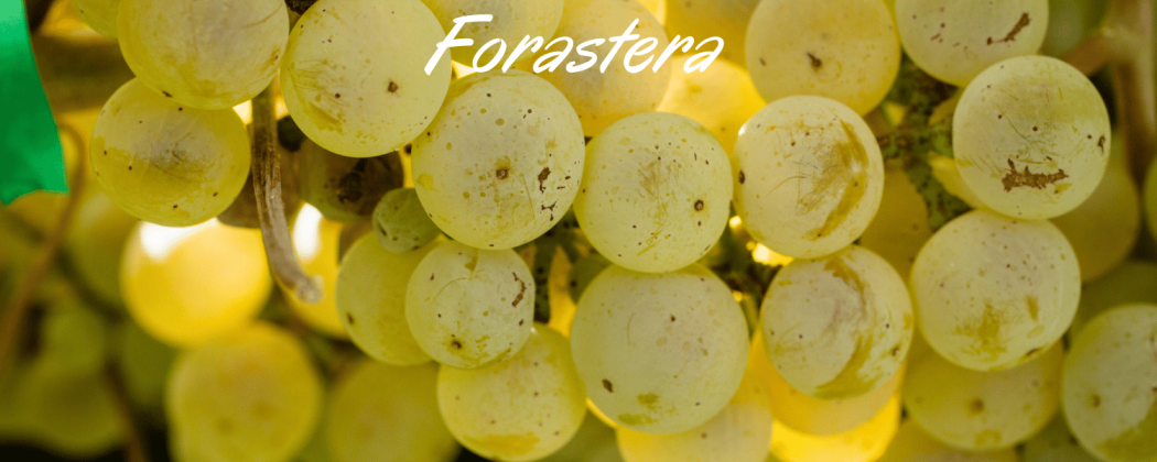 Forastera Ischia DOC in vendita - Bevendoonline