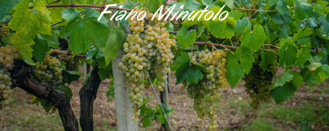 Fiano Minutolo vino bianco in vendita - Bevendoonline