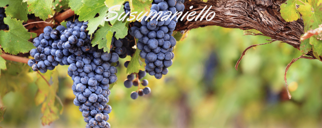 Susumaniello vino rosso - In vendita Bevendoonline