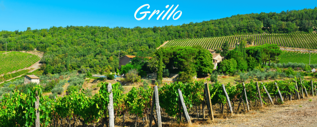 Grillo vino bianco in vendita - Bevendoonline