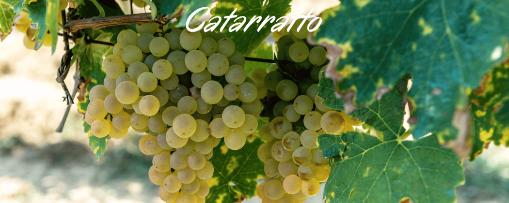 Catarratto vino bianco in vendita - Bevendoonline