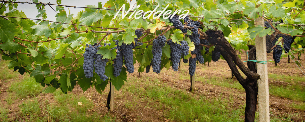 Nieddera vino rosso in vendita - Bevendoonline