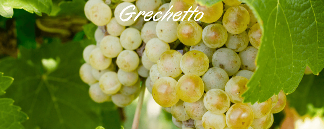 Grechetto vino bianco - In vendita Bevendoonline