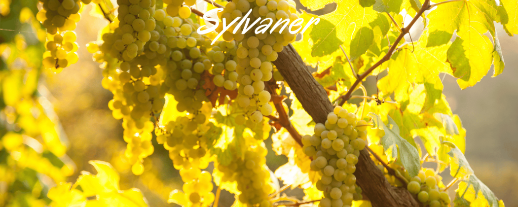 Sylvaner vino bianco - In vendita Bevendoonline