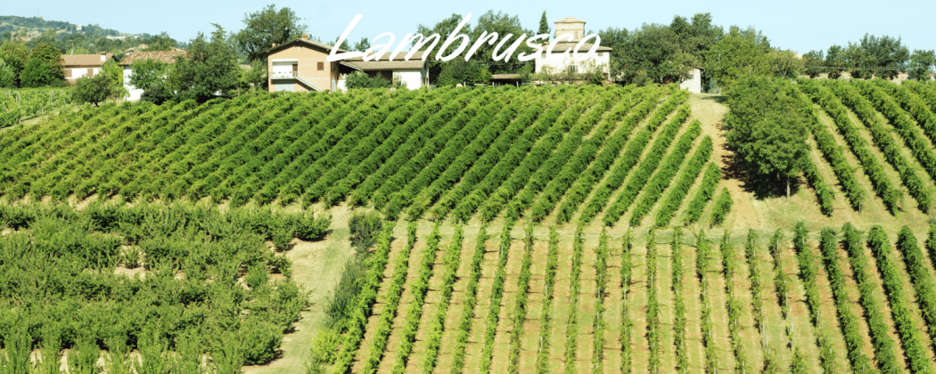 Lambrusco vino rosso - In vendita Bevendoonline