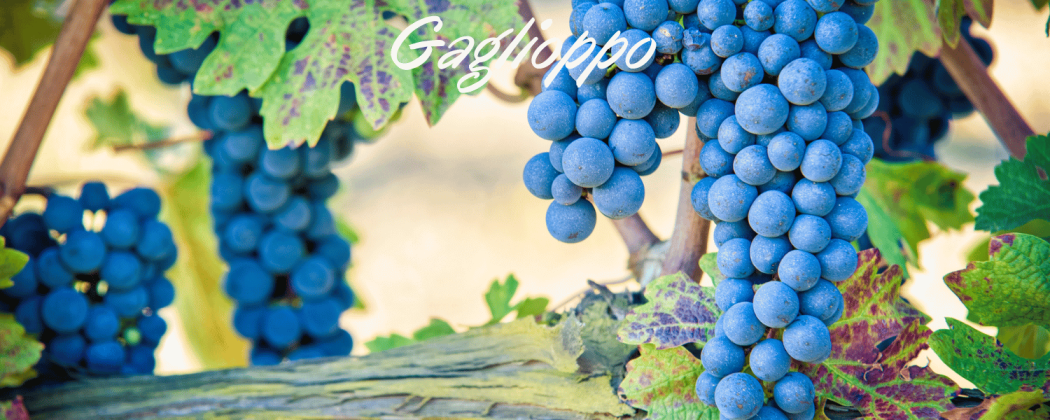 Gaglioppo vino rosso - In vendita Bevendoonline