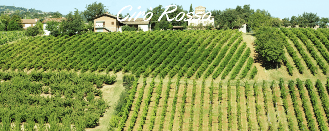 Cirò Rosso - In vendita Bevendoonline