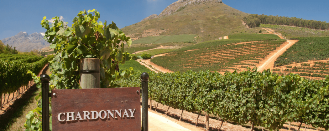 Chardonnay vino bianco in vendita - Bevendoonline