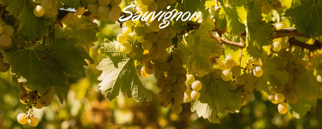 Sauvignon vino bianco in vendita - Bevendoonline