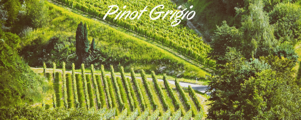 Pinot Grigio vino bianco in vendita - Bevendoonline