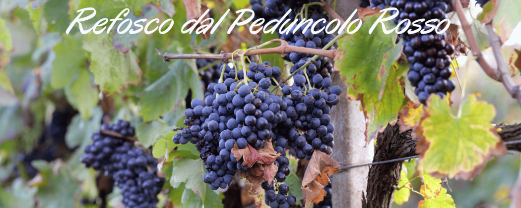 Refosco dal Peduncolo Rosso in vendita - Bevendoonline