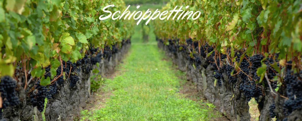 Schioppettino vino rosso in vendita - Bevendoonline