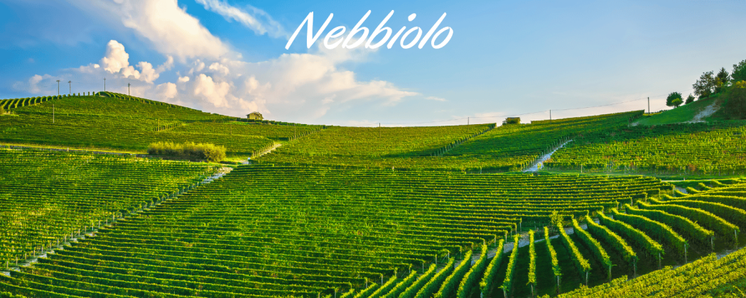 Nebbiolo vino rosso in vendita - Bevendoonline