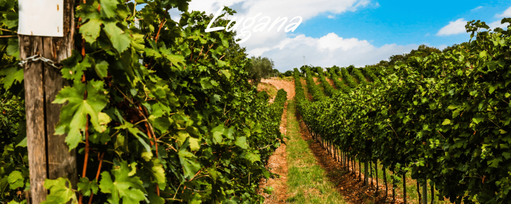 Lugana vino bianco in vendita - Bevendoonline