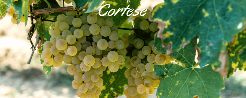 Cortese vino bianco in vendita - Bevendoonline